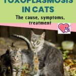 Toxoplasmosis in cats: the cause, symptoms, treatment