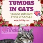 Tumors in Cats. 10 most common types of cancer