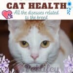 Turk-Van-Cat-health-all-the-diseases-related-to-the-breed-1a