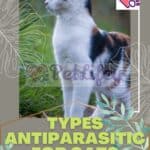Types Antiparasitic for Cats: what are they, why are they required