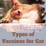 Types of Vaccines for Cat: Are they necessary?