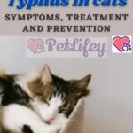 Typhus in cats: symptoms, treatment and prevention