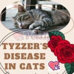 Tyzzer's disease in cats: causes, symptoms, treatment