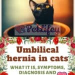Umbilical hernia in cats: what it is, symptoms, diagnosis and treatment
