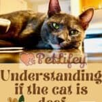 Understanding if the cat is deaf
