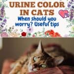 Urine color in cats: when should you worry? Useful tips