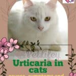 Urticaria-in-cats-causes-symptoms-and-remedies-of-the-disease-1a