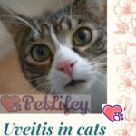 Uveitis in cats: how to recognize and treat it
