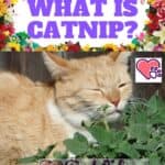 What is Catnip?