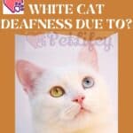 What-is-the-white-cat-deafness-due-to-1a