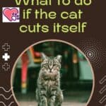 What to do if the cat cuts itself