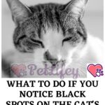 What to do if you notice black spots on the cat's nose or lips