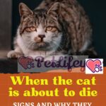 When-the-cat-is-about-to-die-signs-and-why-they-want-to-be-alone-1a