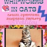 Whipworms in Cats: causes, symptoms, diagnosis, therapy
