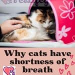 Why cats have shortness of breath: causes and treatment