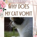 Why does my cat vomit