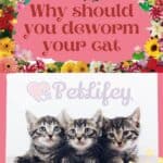 Why should you deworm your cat