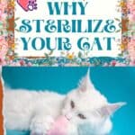 Why-sterilize-your-cat-1a
