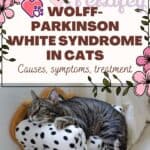 Wolff-Parkinson-White-syndrome-in-cats-causes-symptoms-treatment-1a