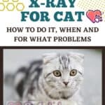 X-ray for cat: how to do it, when and for what problems