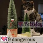 9 dangerous Christmas foods for the cat