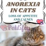 Anorexia in cats: loss of appetite and causes