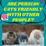 Are Persian Cats friendly with other People?