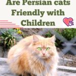 Are Persian cats Friendly with Children