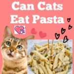 Can-Cats-Eat-Pasta-1a