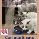 Can adult cats eat kitten food?