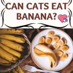 Can-cats-eat-banana-1a