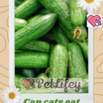 Can cats eat cucumbers?