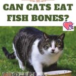 Can cats eat fish bones?