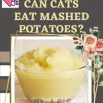 Can-cats-eat-mashed-potatoes-1a