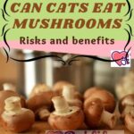 Can cats eat mushrooms? Risks and benefits