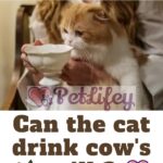 Can-the-cat-drink-cows-milk-1a