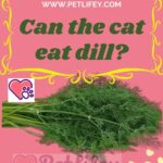 Can the cat eat dill?
