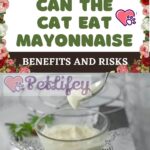 Can the cat eat mayonnaise? Benefits and risks