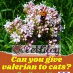 Can you give valerian to cats? The effects of the plant on the cat