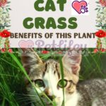 Cat-grass-benefits-of-this-plant-1a