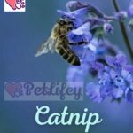 Catnip: how does it help cats