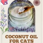 Coconut oil for cats (all you should know)