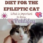 Diet for the Epileptic Cat: what is important to know