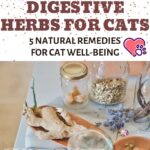 Digestive herbs for cats: 5 natural remedies for cat well-being