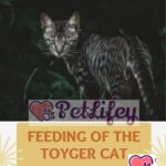 Feeding of the Toyger Cat: food, quantity, frequency of meals