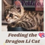 Feeding the Dragon Li Cat: food, quantity, frequency of meals