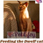 Feeding the Dwelf cat: essential nutrients, frequency and quantity of meals