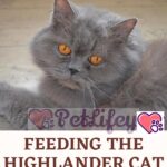 Feeding the Highlander Cat: food, quantity and frequency of meals