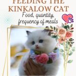Feeding the Kinkalow Cat: food, quantity, frequency of meals