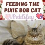 Feeding the Pixie Bob Cat